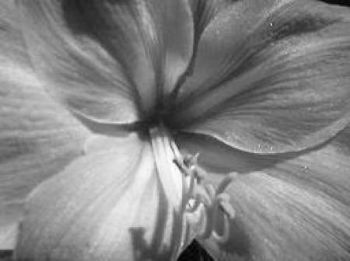 "Amaryllis II"