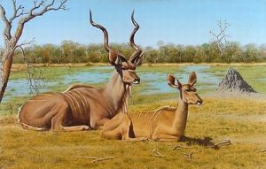 "Kudu Couple"