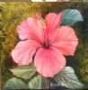 "One Red Hibiscus"