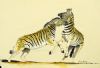 "Zebra Squabble"