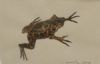 "Leopard Toad Zndvlei 2003"
