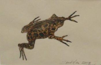 "Leopard Toad Zndvlei 2003"