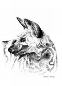 "Wild Dog Alert"