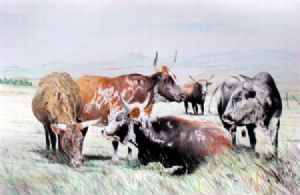 "Nguni Afternoon Rest"