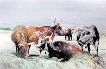 "Nguni Afternoon Rest"