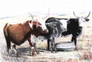 "Nguni at Noon"