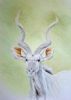 "Kudu Head"