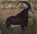 Bull Sable
