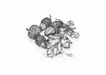 "Lancet Acorns"
