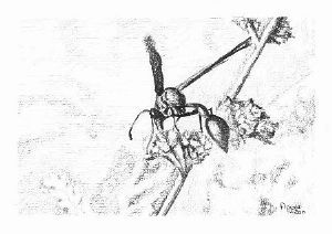 "Busy Wasp"