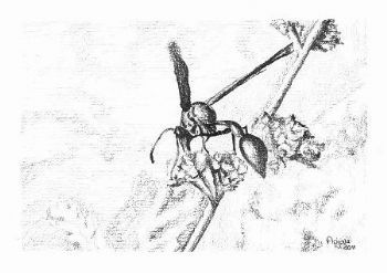 "Busy Wasp"