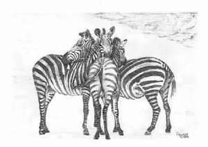 "Zebra Family"