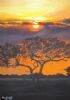 "African Sunset"