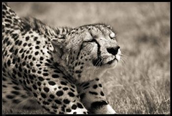 "Wild at Art Collection - Cheetah"