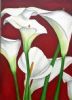 "White Arum Lilies Against Scarlet"