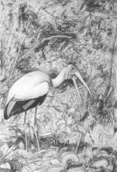 "Wood Ibis"