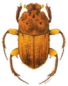 "Beetle 6"