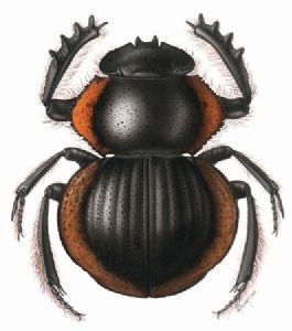 "Beetle 5"