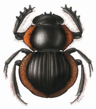 "Beetle 5"
