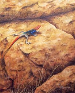 "Agama Lizard"