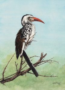 "Red Billed Hornbill"
