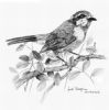 "Olive Bush Shrike"