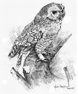 "Wood Owl"