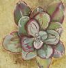 "Succulent With Maroon & Green"
