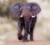 "Large Elephant Bull"