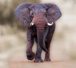 "Large Elephant Bull"