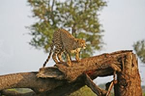 "Cheetah on the Hunt"