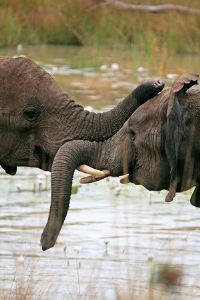 "Elephant Greeting"