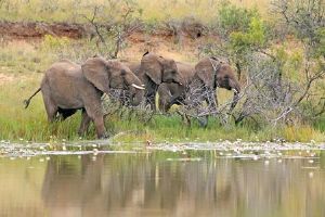 "Elephant Herd at Waterhole"