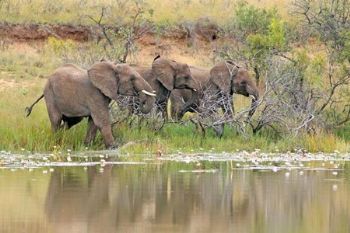 "Elephant Herd at Waterhole"