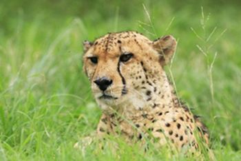 "Cheetah"