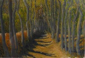 "Silver Birch Walk"
