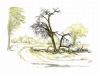 "Dead tree in Aoab riverbed Namibia"