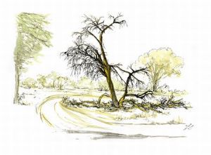 "Dead tree in Aoab riverbed Namibia"