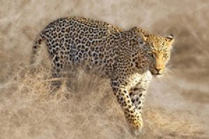 "Leopard on the Prowl"