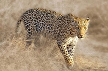 "Leopard on the Prowl"