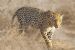 Leopard on the Prowl