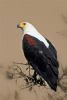 "African Fish Eagle Seeking Prey"