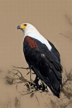"African Fish Eagle Seeking Prey RESERVED"