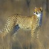 "Female Cheetah Looking for Prey"