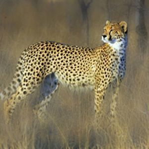 "Female Cheetah Looking for Prey"