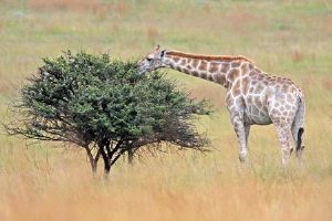 "Giraffe"