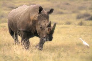 "Rhino on the Run"