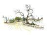 "Road to Mata-Mata Kgalagadi TFPark"