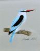 "Woodland Kingfisher"