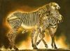 "Zebra glow"